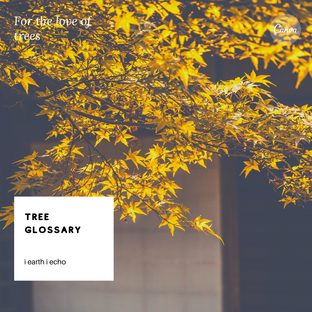 Tree Glossary
